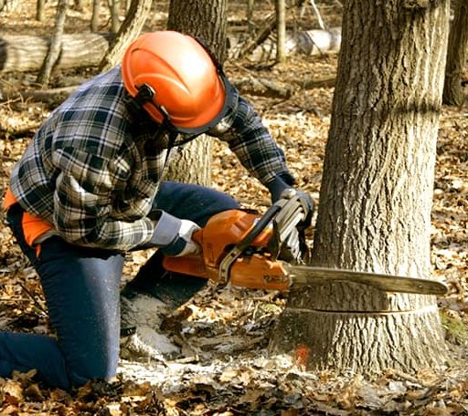Tree Removal in Summit Lake, WI